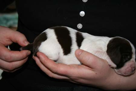 2008_0303_tytto_e