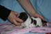 2008_0303_tytto_a