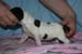 2008_0303_tytto_b