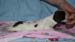 2008_0303_tytto_d